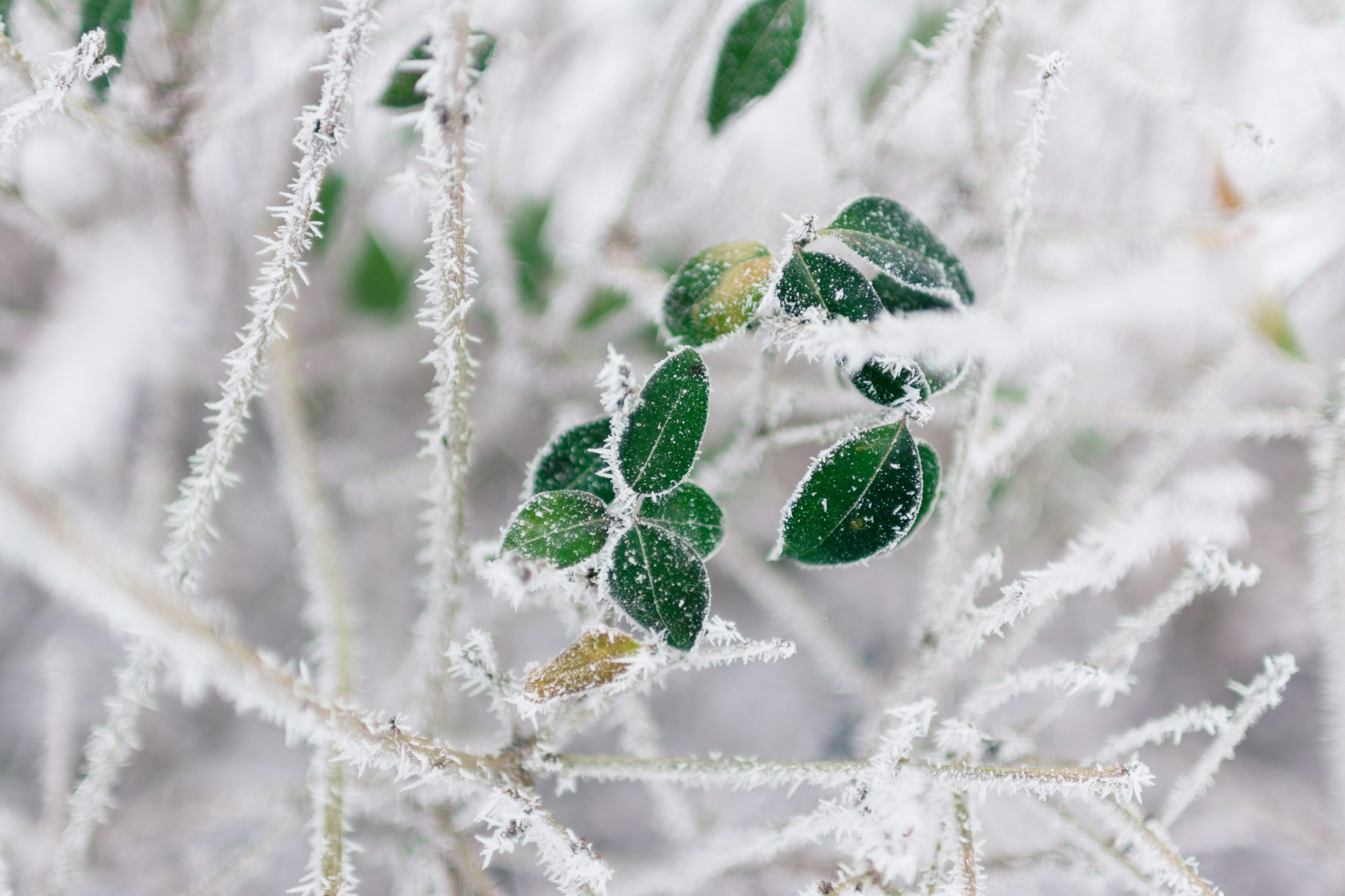 frost bild